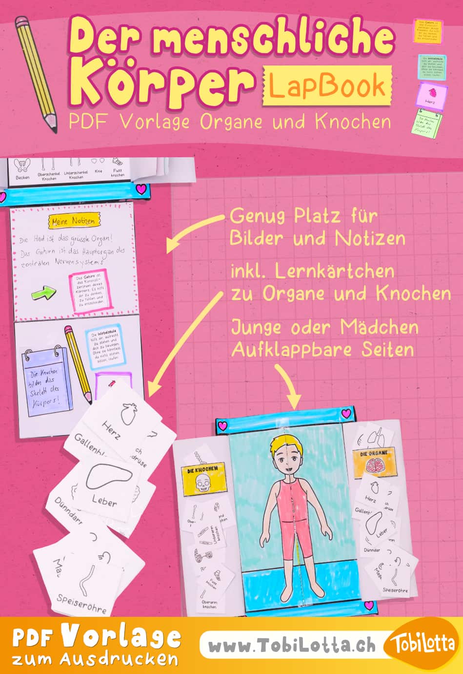 Der menschliche körper bilder, der menschliche körper schulmaterial, der menschliche körper eduki, der menschliche körper vorlage zum ausdrucken, der menschliche körper lernen kinder, schule lernvorlage lernmaterial gratis, eduki menschliche körper, kind, einfach erklärt, der menschliche körper material kaufen , lapbook vorlage für kinder schule lapbook, bastelideen lernen, lernvorlagen, menschliche körper lernkärtchen, lernkarten, lernsystem, schule lernen mensch körper organe, skelett, knochen, lernen menschliche körper einfach