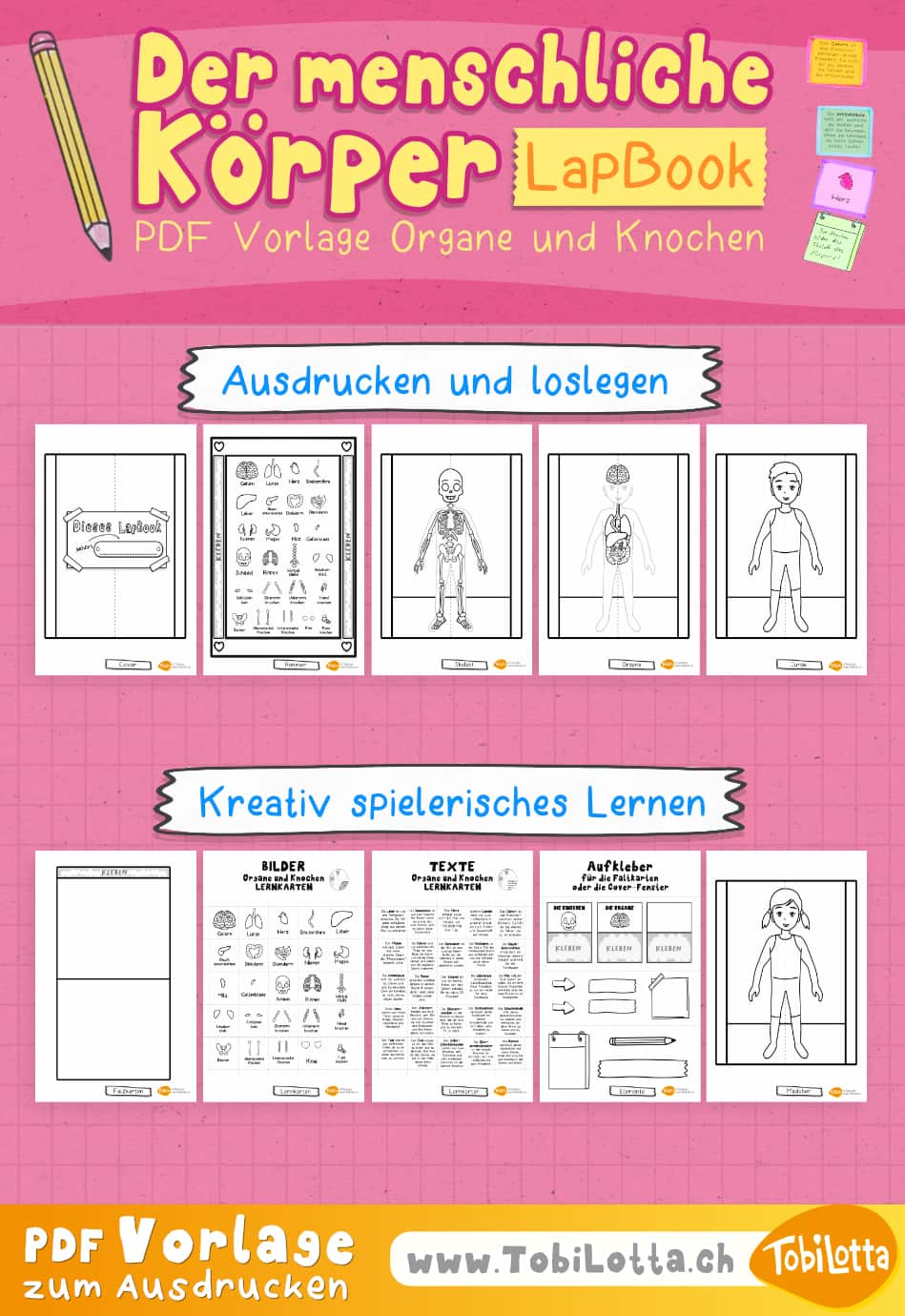 955572 -5- LAPBOOK Der Menschliche Körper kindern erklären Vorlage zum ausdrucken buch bilder beschreibung organe knochen unterricht